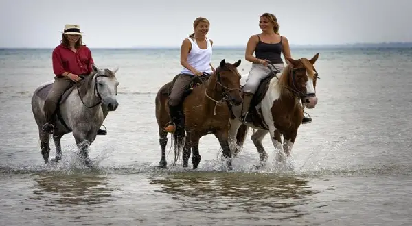 Kuşadası At Safari